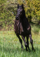 Vente de cheval : Palladium