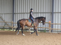 Vente de cheval : Guilty boy d'ors 