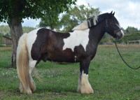 Vente de cheval : Loustic des Maziers
