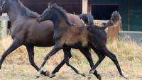 Vente de cheval : Palladium