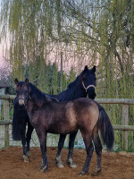 Vente de cheval : Pearl D'Ambre MMXXV 