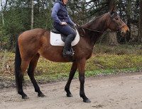 Vente de cheval : Da