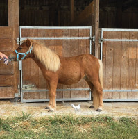 Vente de poney