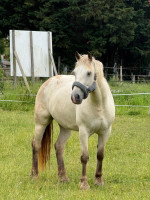Vente de cheval : Jument