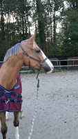 Vente de cheval : Saori