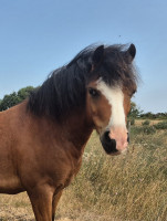 Vente de poney