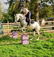 Vente de cheval : Rb Fadi