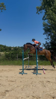 Vente de cheval : Libertad de F�rivel