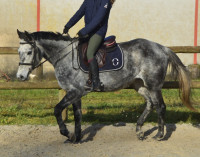 Vente de cheval : Kate