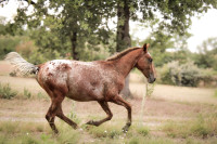 Vente de cheval : Ordior