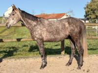 Vente de cheval : Kaline de l'air 