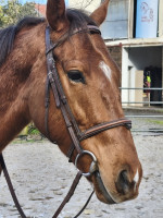 Vente de cheval : What's up doc 