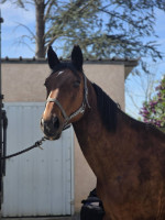 Vente de cheval : UNETOILE DE L'ISLE