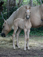 Vente de cheval : Uracan de Lhya