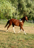 Vente de cheval : Par Amour d'Orchidea 