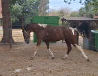 Vente de cheval : Par Amour d'Orchidea 