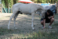 Vente de cheval : Uracan de Lhya