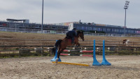 Vente de cheval : Jimini monts d or