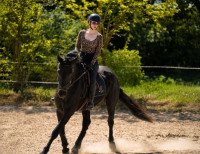 Vente de cheval : Jupiter Prince Noirs