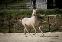 Vente de cheval : Promeso del Coraz�n 