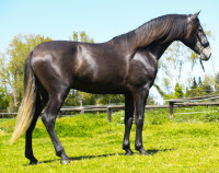 Vente de cheval : KAISER CB