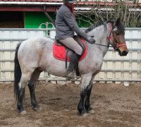 Vente de cheval : Apollon,