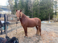 Vente de cheval : Roja