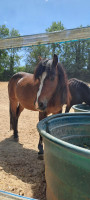 Vente de poney