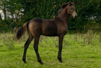 Vente de cheval : PETRUS DEHAM