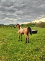 Vente de poney