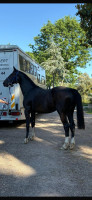Vente de cheval : Noum�a de karaval 