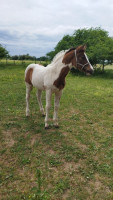Vente de cheval : Quintessence 