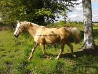 Vente de cheval : Viquito Bonny Blue 