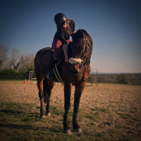 Vente de cheval : Floyd Modele