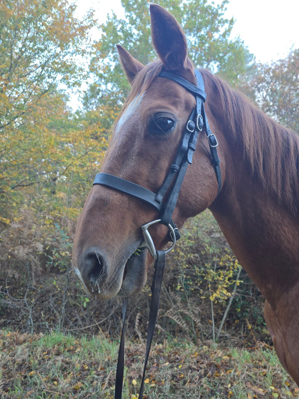 Vente de cheval : Eole d'Herpe