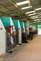 Recherche palefrenier quelques heures le dimanche proche Bordeaux, logement fourni 