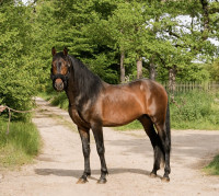 Vente de cheval : Horizonte de pereda 