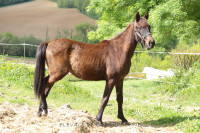 Vente de cheval : OZIR