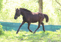 Vente de poney