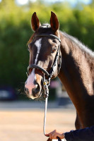 Vente de cheval : Kingjulian Fortune Z