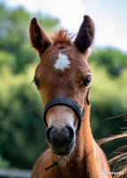 Vente de poney