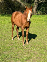 Vente de cheval : Harold 