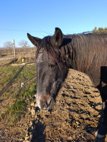 Vente de cheval : Mistral