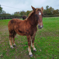 Vente de cheval : Picdou de la Bellaie