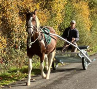 Vente de cheval : NIO