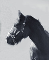 Vente de poney