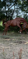 Vente de cheval : Nevada 
