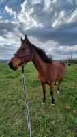 Vente de cheval : Epona de botozel 