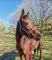 Vente de cheval : Star