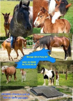 Vente de cheval : No limit